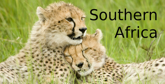 Safari in Southern Africa Cheetahs